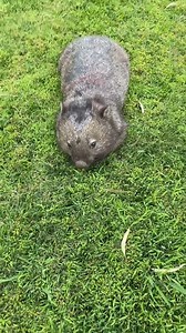 69K views · 6K reactions | What's cuter than dog zoomies? Wombat zoomies of course. Wildlife rescuer Lindy Butcher caught this video of wombat Merindah playing in her backyard. Credit: Lindy Butcher via Storyful | The Australian | Facebook