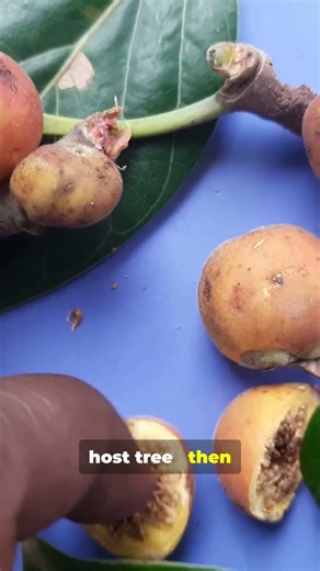Ficus Frenzy Philippines’ Wild Banyan Facts in 30