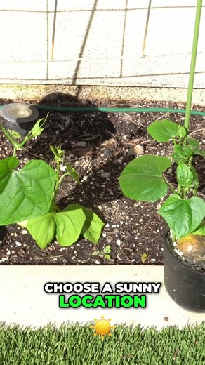 Growing Fruit: Essential Tips for Thriving Plants 🍓🍇🌱