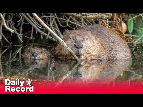 UK wildlife hit hard by drought, fires and heat in 2025 as extremes become the ‘new normal'