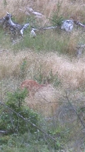 Hunting Moments 28 Råbock, Roebuck, Kосуля, Brocard, Corzo, Rehbock, Råbuk