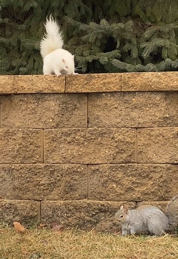 Gray Squirrel vs. White Squirrel Encounter