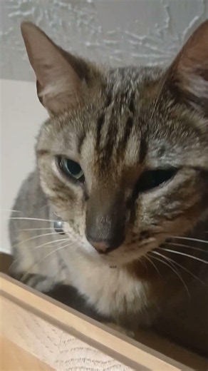 Snow bengal in the crock pot #cat #snowbengal #bengal #cute