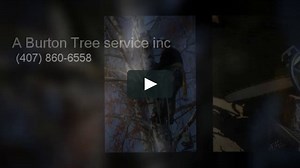 A Burton Tree service inc - (407) 860-6558