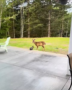 66K views · 1.2K reactions | It's just like Bambi and Thumper! ❤️ - #bambi #disney #deer #rabbit #oregon | FOX5 Las Vegas | Facebook