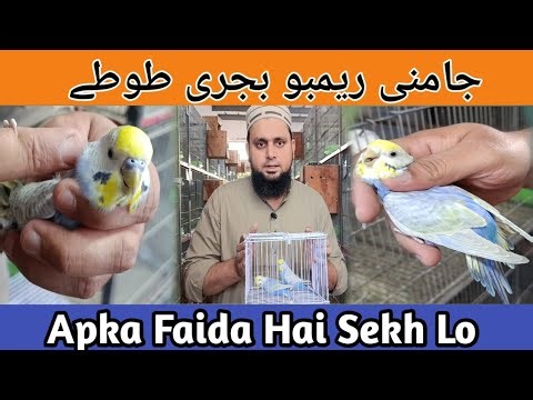 Opline Budgies & Clearwing Budgies Difference | Violet Rainbow Working Pair #petsbysbz #birdsdoctor