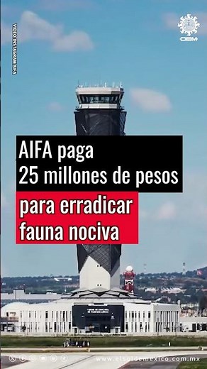 AIFA paga 25 millones de pesos para erradicar fauna nociva