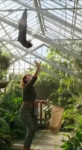 9.7K views · 86 reactions | A fruit bat's dramatic escape from a hawk leads to an unexpected greenhouse crash landing where a helpful botanist comes to the rescue! #wildlife #rescue #fruitbat | Right Now | Facebook