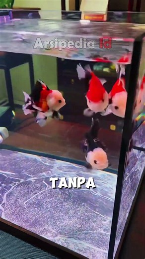 Memelihara ikan mas koki di aquarium mini simpel #ikanhiasairtawar #aquarium