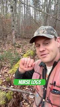 What’s a “nurse log?” #tree #trees #forest #nature #plants #science #outdoors #life #short #shorts