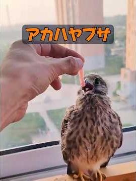 Wait, isn't a kestrel a terrifying predator? #animals #animalproduction #animals #healing #nature