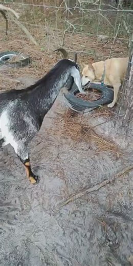 Baby Goat Meeting Dog For The First Time