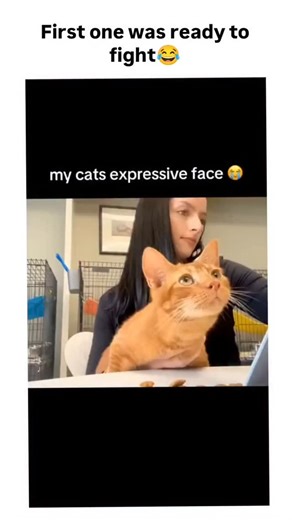 Meowcult Memes on Instagram: "The post shares a 63-second compilation video of cats with vivid facial expressions, from a ginger cat's aggressive glare—prompting the caption "First one was ready to fight"—to shocked stares and sulky pouts, overlaid with humorous English captions. Posted on 15 January 2026 by , it quickly amassed 46,000 likes and 700,000 views, fuelling replies that echo the amusement and call for more clips, underscoring the viral pull of relatable pet antics. Ethological resear