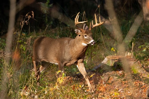 What the newest Ohio deer season update reveals