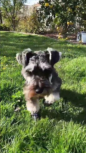 Schnauzer Walks in Booties 😂🥾#minischnauzer #cutedog #funnydog