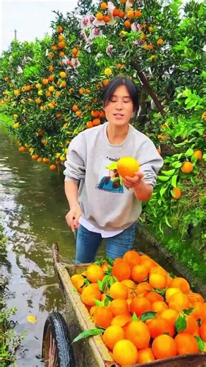 Orange garden in china #facts #shortsfeed #shorts