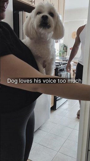 Dog training for a Havapoo with territorial barking | Dog training in Kew Gardens, Queens.