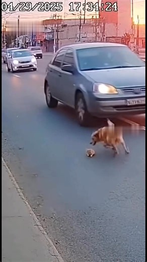539K views · 14K reactions | Caught on camera — a brave dog runs into the road to rescue a terrified cat frozen in the middle of traffic. This heart-stopping moment shows pure instinct and compassion as the dog pushes the cat to safety just seconds before a car passes by. A true hero caught on CCTV! #reel #caught #CCTV #StreetWatch | Street watch | Facebook