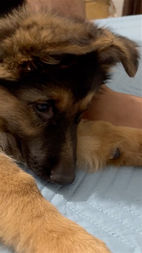 This is How a German shepherd Puppy Protects us while we sleep 🥹❤️ (Part~2) #shorts
