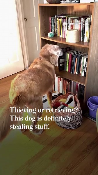 Thieving or retrieving? This dog is definitely stealing stuff.