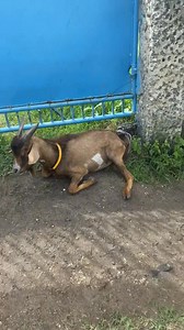 MAO DIAY NANGAWALA ANG KANDING NI SANTA | SIR IAN