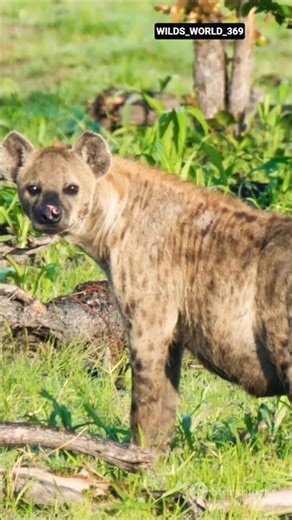 Hyena 🐾 | Amazing Facts About the Laughing Hunter of Africa #facts #amazing #wildlife