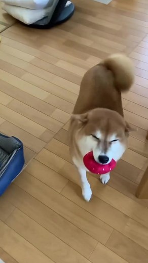 Happy Shiba Inu Dog Smiling Compilation