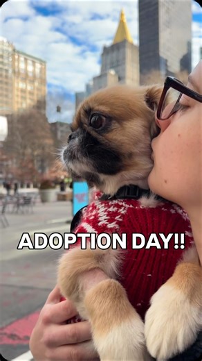 @katieandtatesfostermates on Instagram: "Happily ever after loading…. So happy that Rudi gets to be someone’s biggest holiday wish!!"