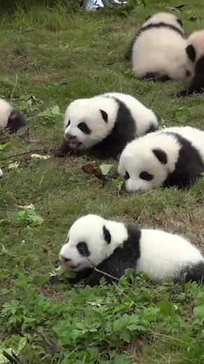 The Funniest and Clumsiest Panda Bears in Nature