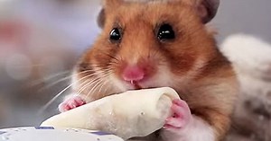 Tiny Hamster Eating Burrito Video - Cute Animal Movies
