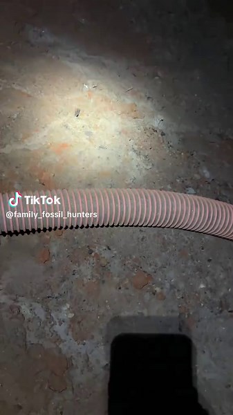 Family Fossil Hunters on TikTok