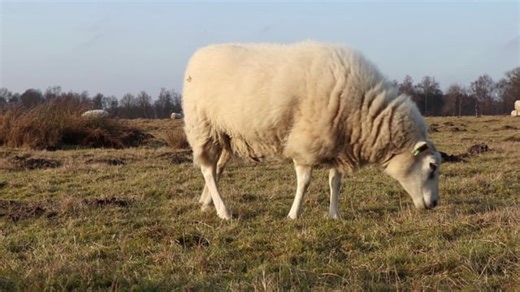 Sheep, Landscape, Countryside. Free Stock Video