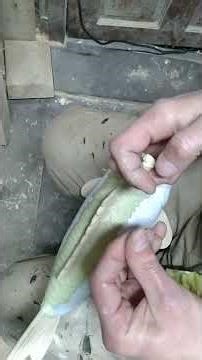 Mirror carp replica, making fish scales of epoxy putty #woodcarving #foamcarving #replica #carp#fish