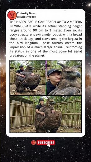 The harpy eagle: powerful, robust, and one of the largest aerial predators.