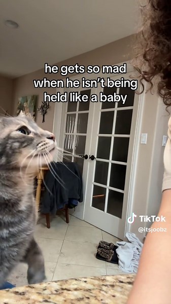 Why Is My Clingy Cat So Grumpy?