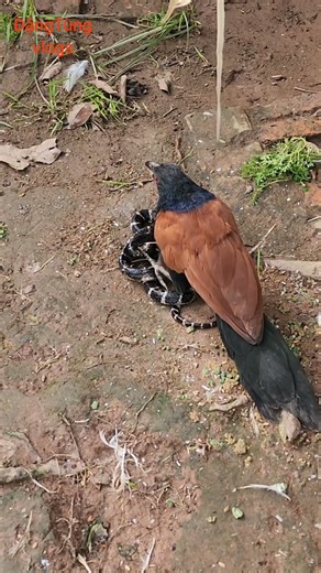 The red-eyed bird hunting the extremely poisonous scorpion snake helps humans avoid poison 08