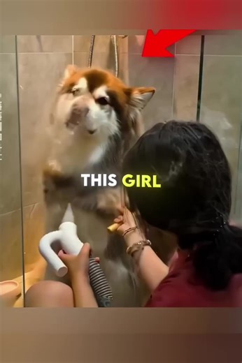 She Collected Her Dog’s Fur for 2 Years…🐶🧶 #animals #facts #usa🇺🇸 | Animals Of TikTok