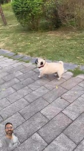 195K views · 7.4K reactions | Does your pug bark strangely or dramatically? •⁣⁣⁣⁣⁣⁣⁣⁣⁣⁣⁣⁣⁣⁣⁣⁣⁣⁣⁣⁣⁣⁣⁣⁣⁣⁣⁣⁣⁣⁣⁣⁣⁣⁣⁣⁣⁣⁣⁣⁣⁣⁣  @doutorpug #pug | Pug Lovers | Facebook