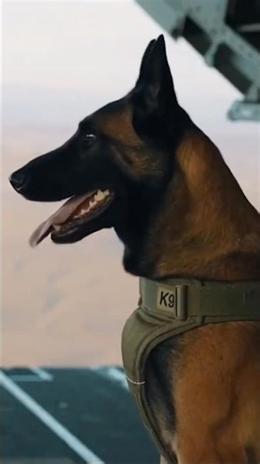 No K9, No Mission 🐕‍🦺🔥 | Inside Special Operations #malinois #shorts