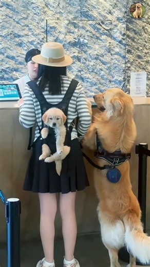 Adorable golden retriever moments 😍🤩🤩