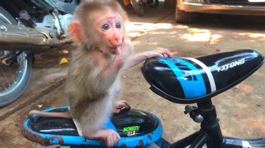 152K views · 3.9K reactions | Absolutely Really Sound Cries Of Baby Monkey 凉 | Baby Monkey Life | Facebook