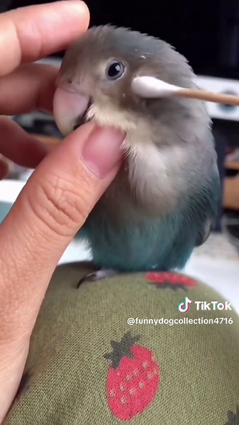 Hilarious Parrot Moments That Will Make You Laugh