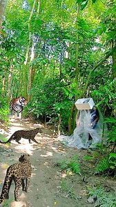 Loped tigers attack vfx #tiger #reelsfyp #reels #vfx #viral #lion #shorts | Vfx Tigers