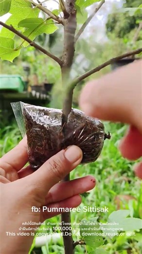 Mapi branch is easy, everyone.…#top #treding #tree #tips #gardening #shortvideo #vairalvideo
