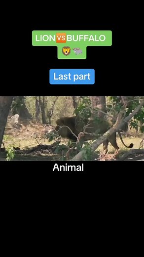 #nationalgeographic#wildlife#hunting#videos#foryoupageofficially#foryoupageofficiall#goviral#foryoupageofficiall#animal