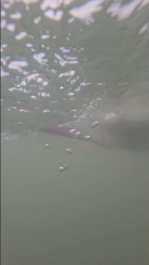 Lake Erie Walleye with Lure in the Mouth 👄