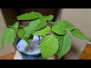 0526.【ラズベリー】トゥラミーン苗木、2株目をお迎えしました！ 22:08~