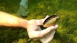 What you need to know before you go scalloping