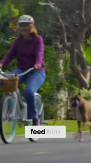 Boxer dogs essential tips for a happy home