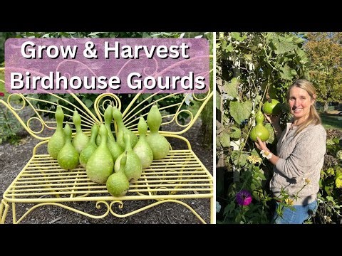 Growing & Harvesting Birdhouse Gourds is EASIER Than You Think!
